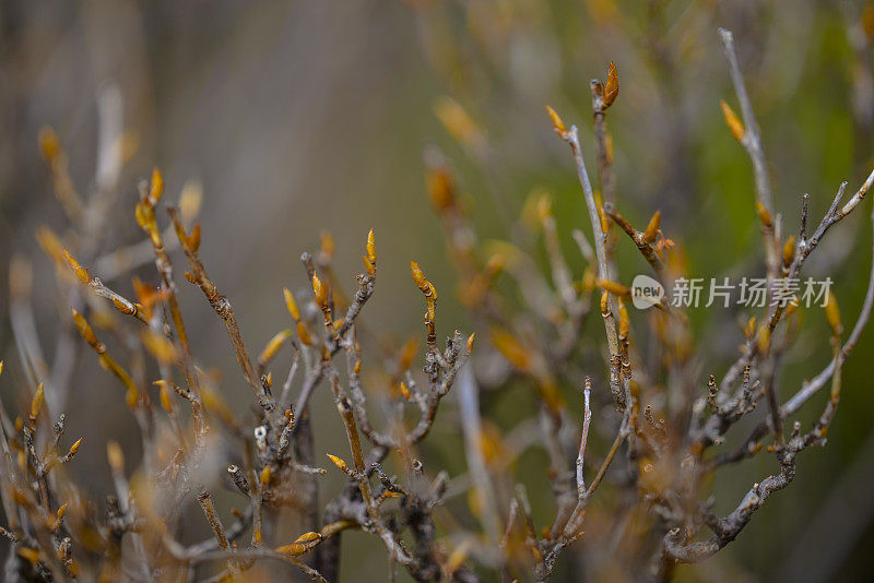 春季:初芽出现(附Apo Sonnar 135mm F2)